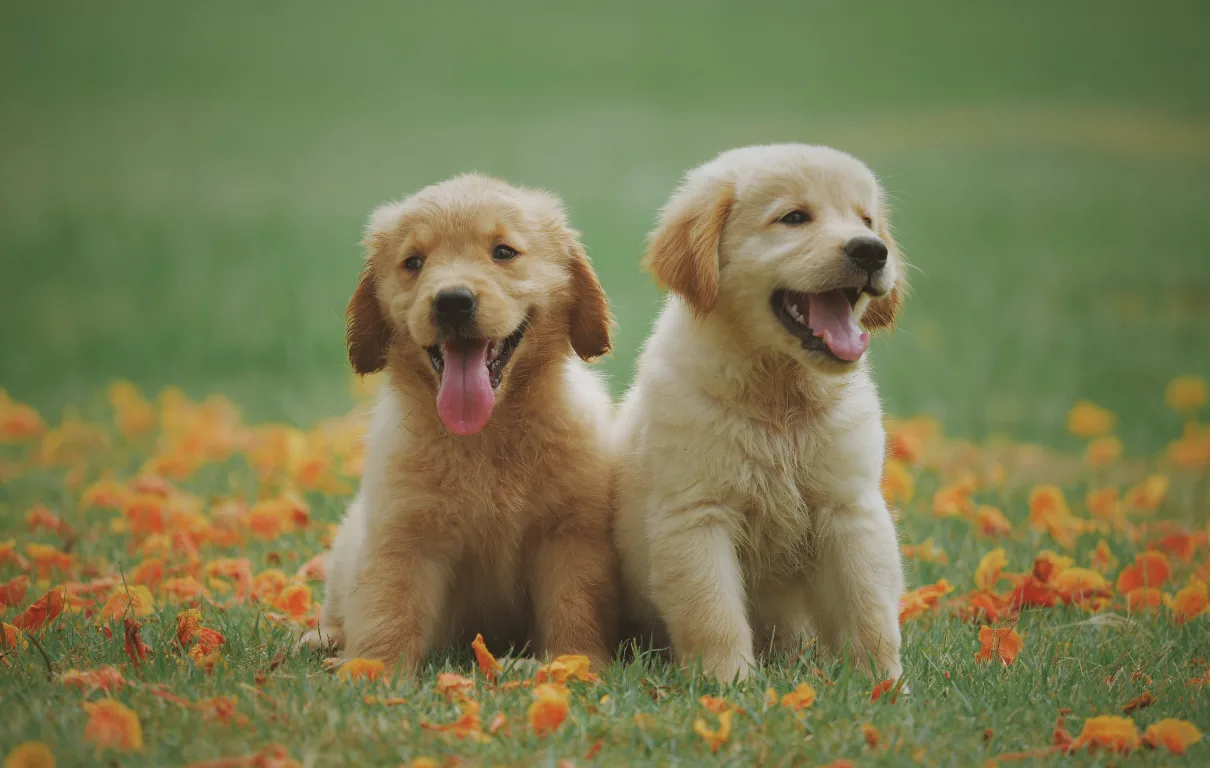 Two happy golden retriever puppies sitting in a field of bright orange poppies.